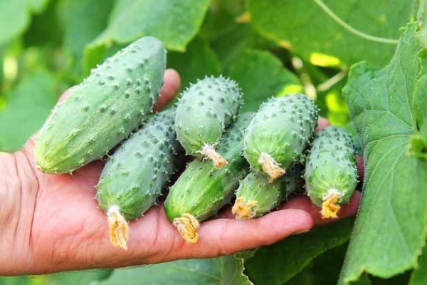 Stebuklingas agurkų tręšimas atvirame grunte: liaudiškos agronomų priemonės