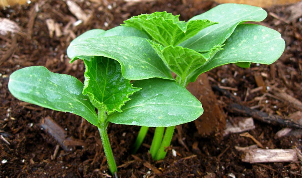 Stebuklingas agurkų tręšimas atvirame grunte: liaudiškos agronomų priemonės