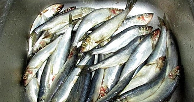 Silpnai sūdytos strimėlės
