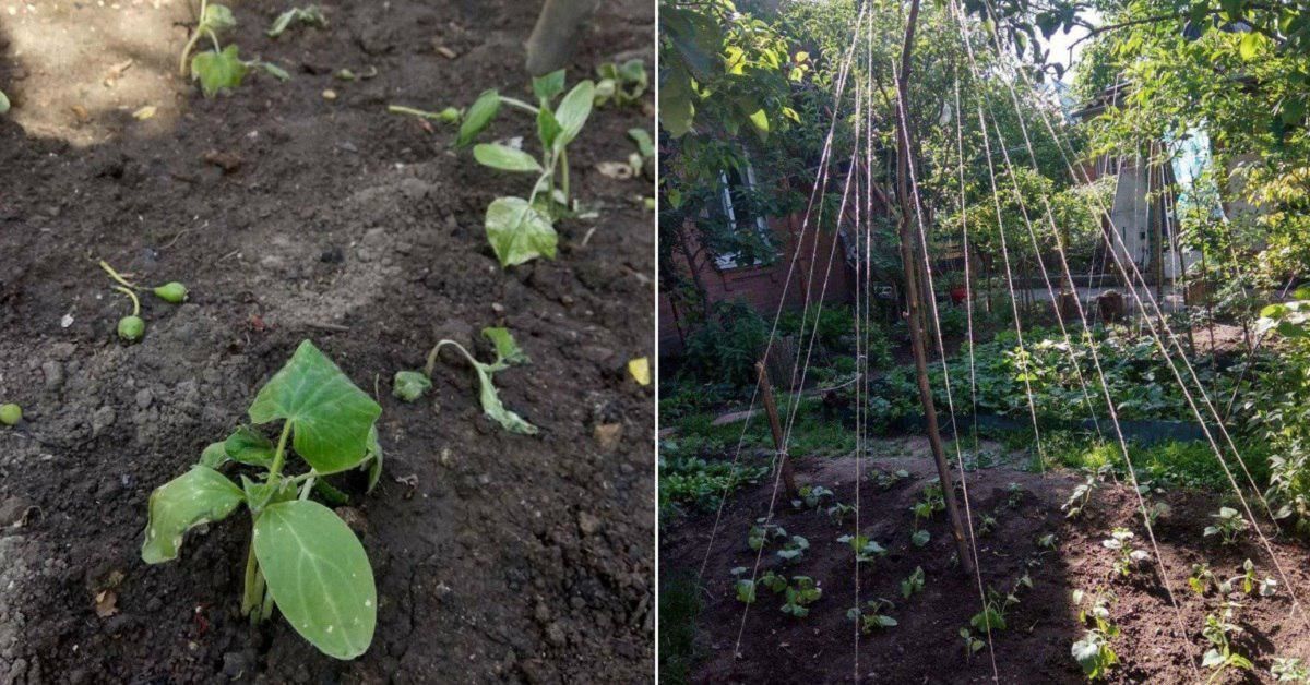 Agurkų auginimo subtilybės- džiaukitės gausiu derliumi!